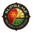 Logo Icon